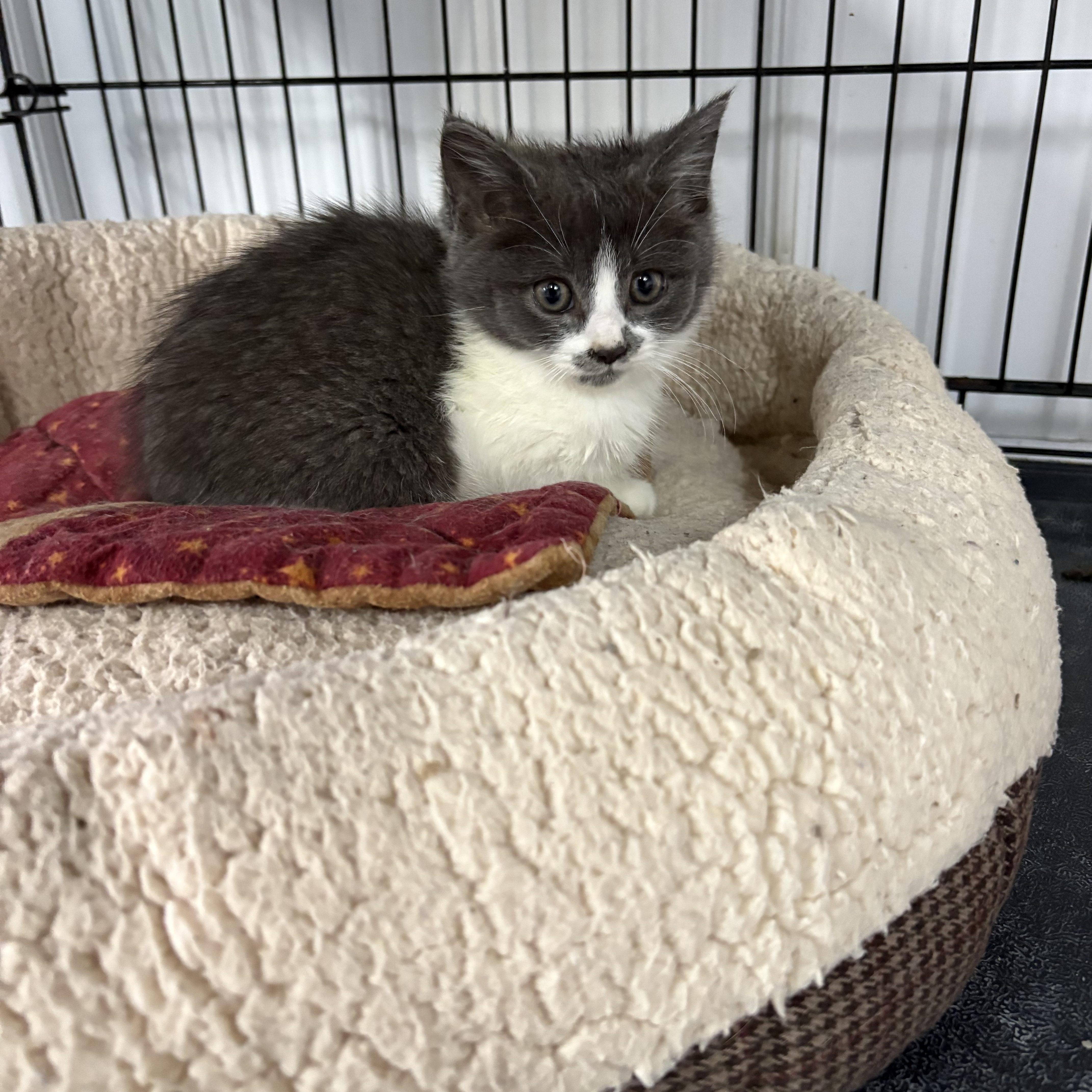 Enlarge Marble, a Adoptable American Shorthair in Big Rapids, MI image 3/3