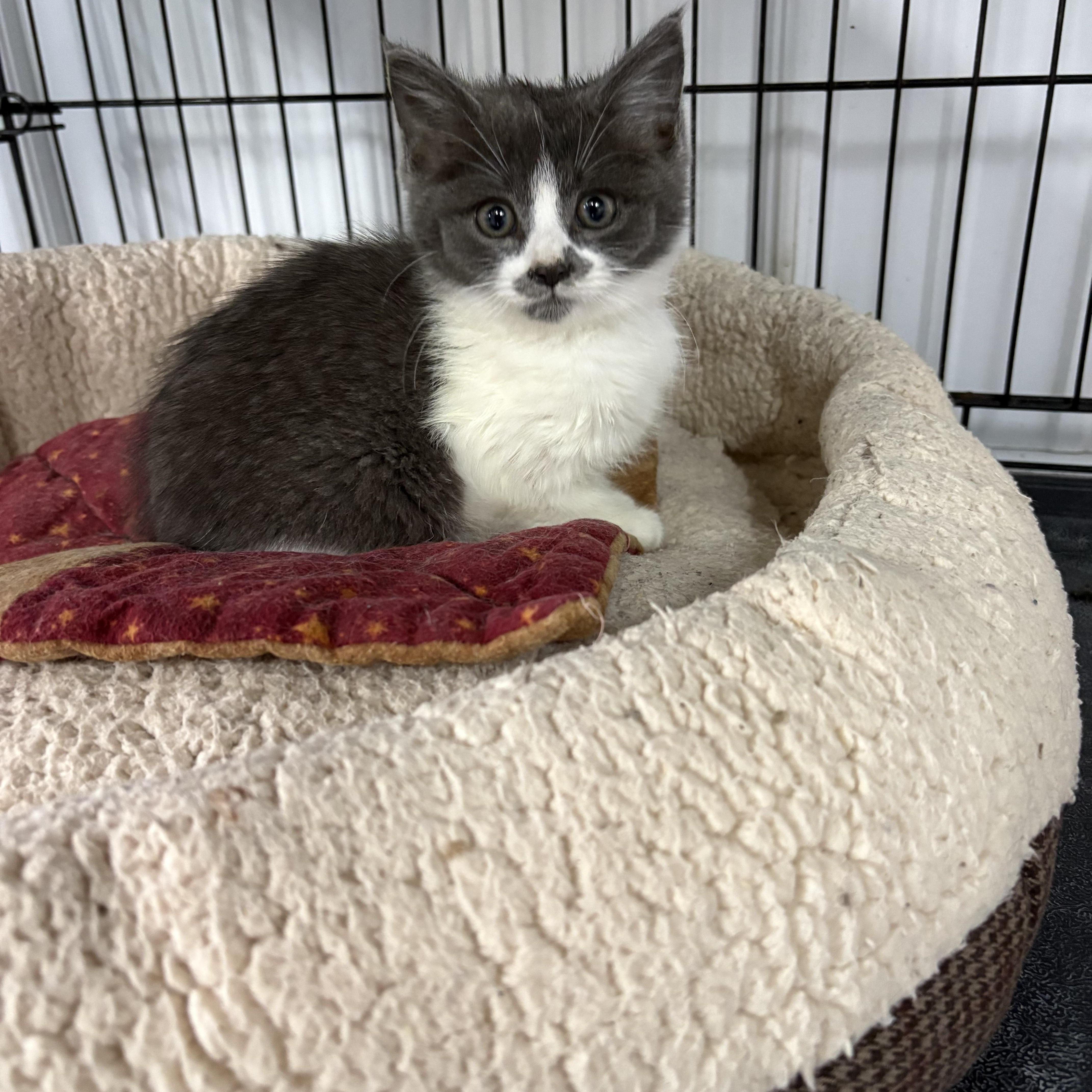 Enlarge Marble, a Adoptable American Shorthair in Big Rapids, MI image 2/3