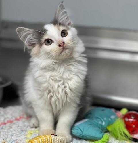 60925151, adopted, Young Female Domestic Medium Hair.