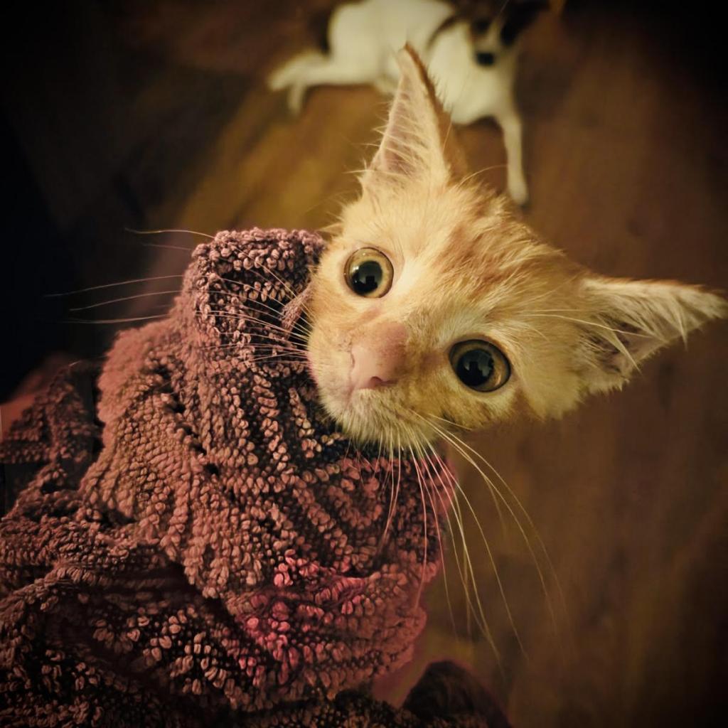 Owen, Adoptable, Young Male Domestic Short Hair.