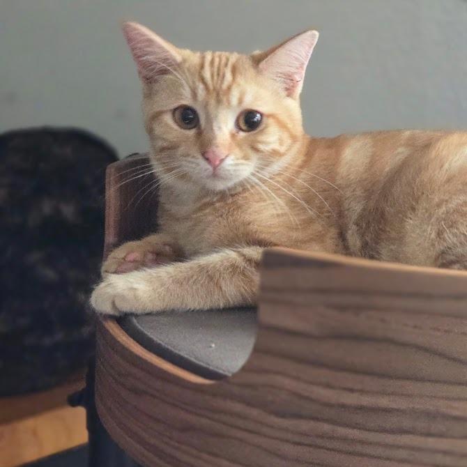 Enlarge Owen, a Adoptable Domestic Short Hair in Fort Worth, TX image 1/4