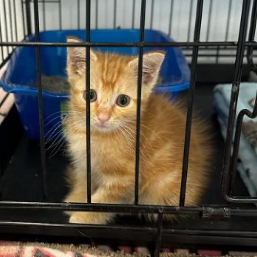 Enlarge Owen, a Adoptable Domestic Short Hair in Fort Worth, TX image 3/4