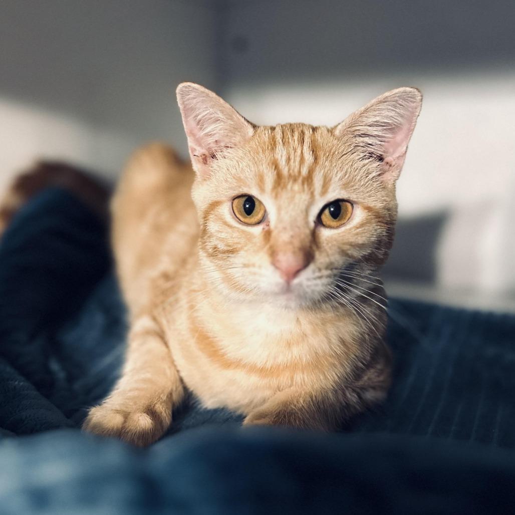 Enlarge Owen, a Adoptable Domestic Short Hair in Fort Worth, TX image 4/4