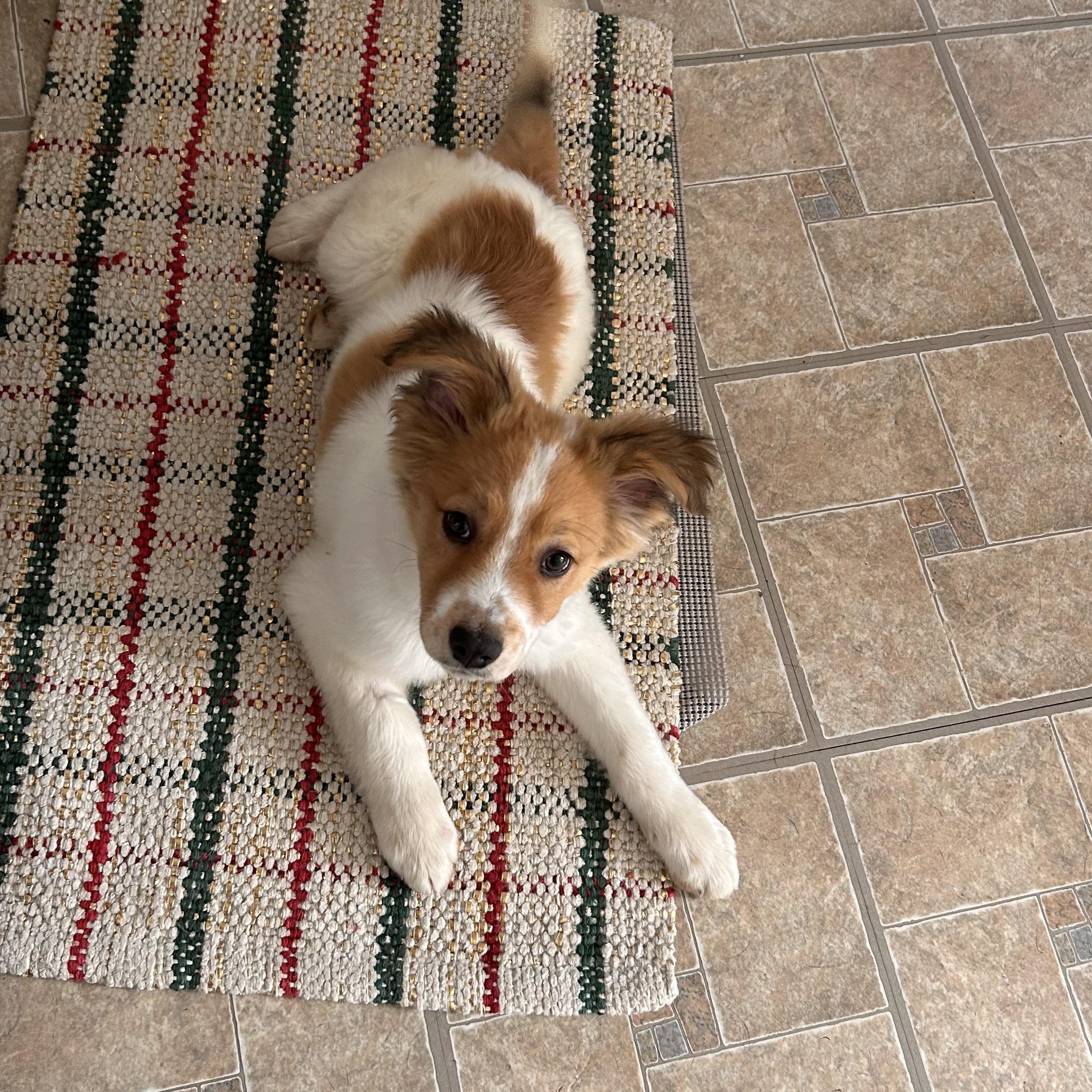 Kramer, Adoptable, Puppy Male Australian Shepherd.