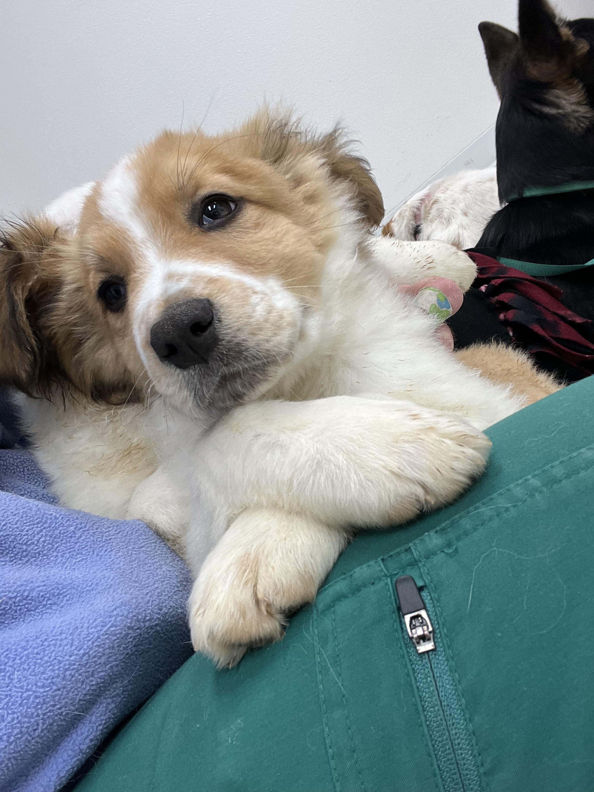 Enlarge Kramer, a Adoptable mixed breed in Fort Collins, CO image 3/4