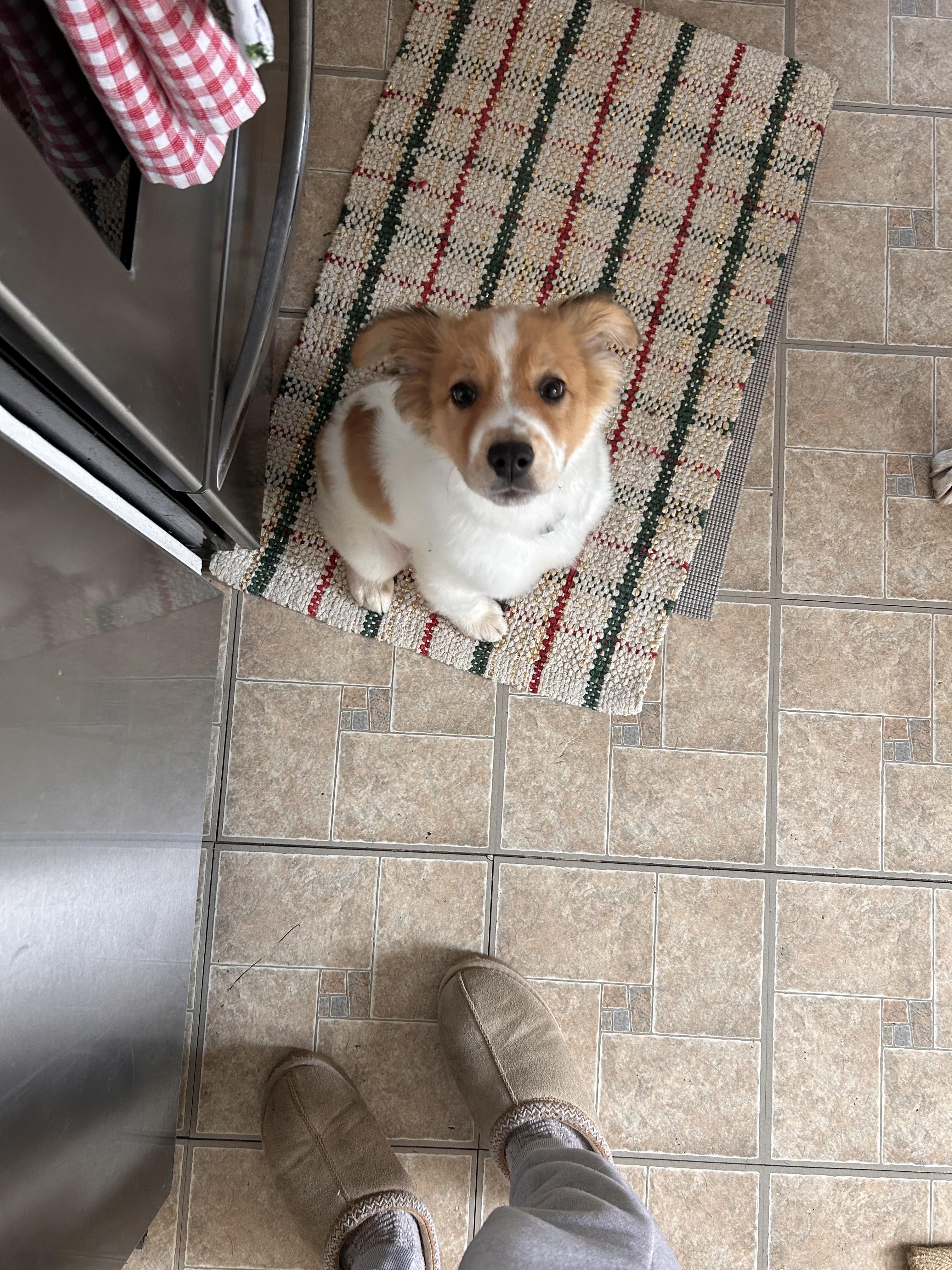 Enlarge Kramer, a Adoptable mixed breed in Fort Collins, CO image 4/4