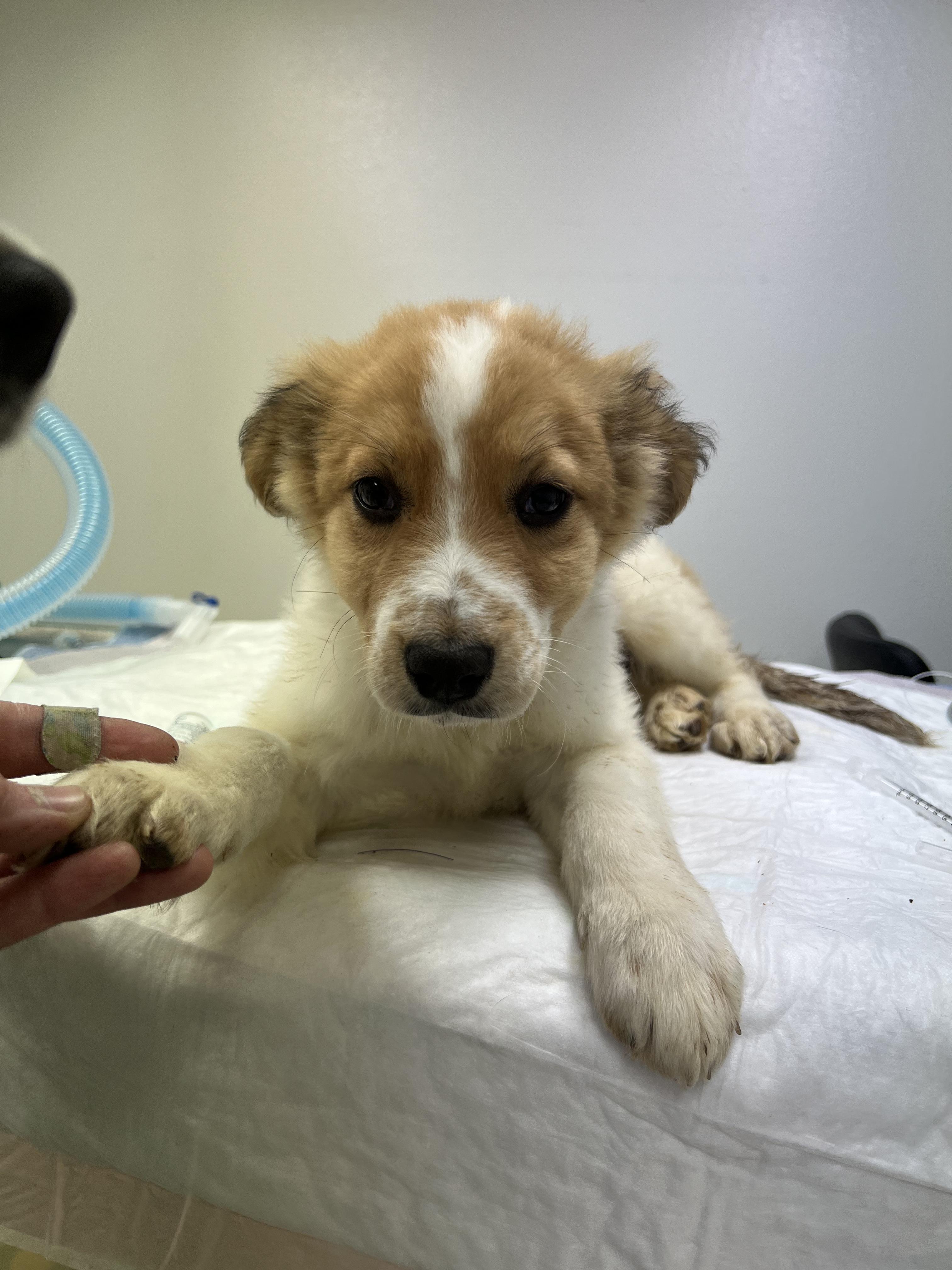 Enlarge Kramer, a Adoptable mixed breed in Fort Collins, CO image 2/4