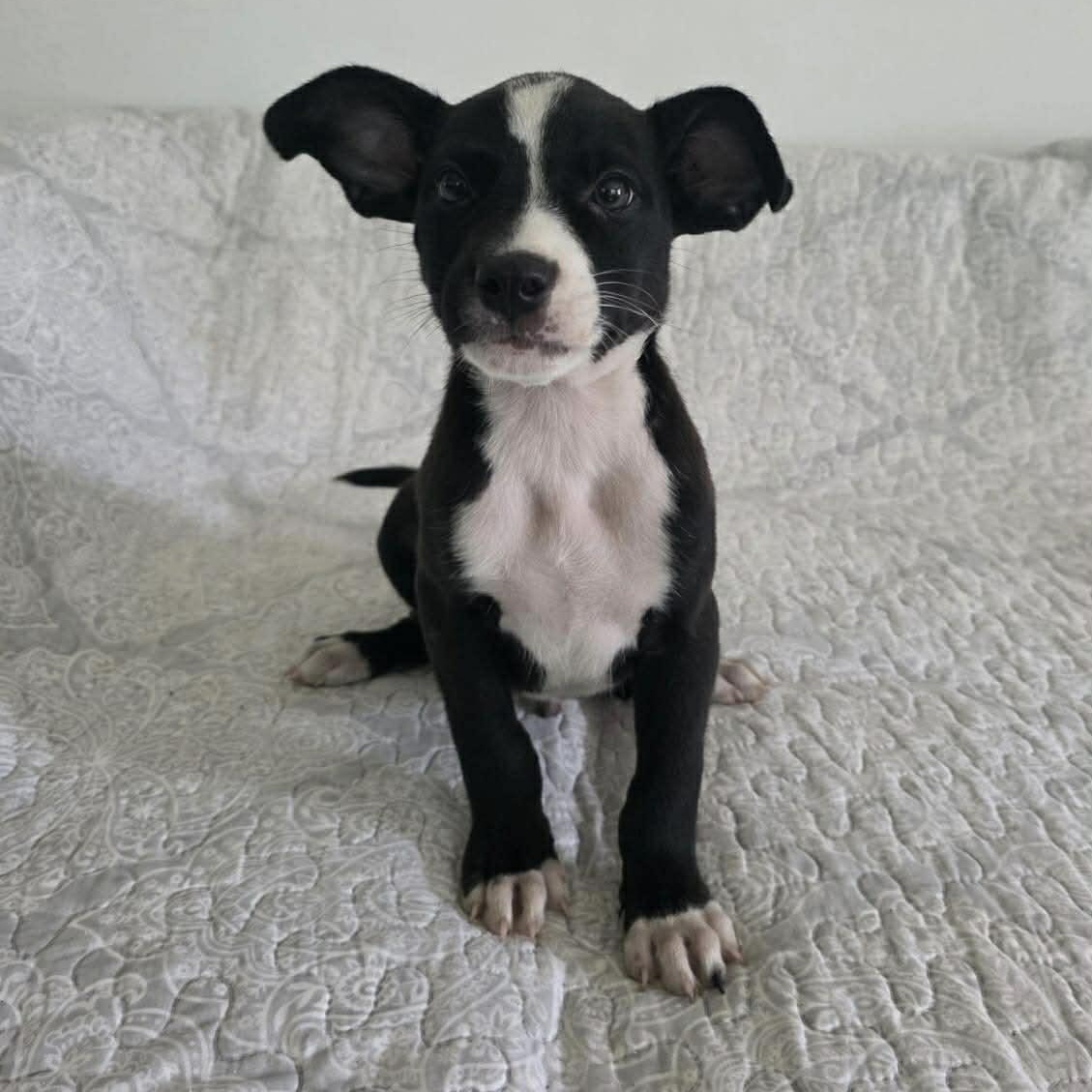 Enlarge Nicko, a ADOPTABLE mixed breed in Warren, NJ image 1/2