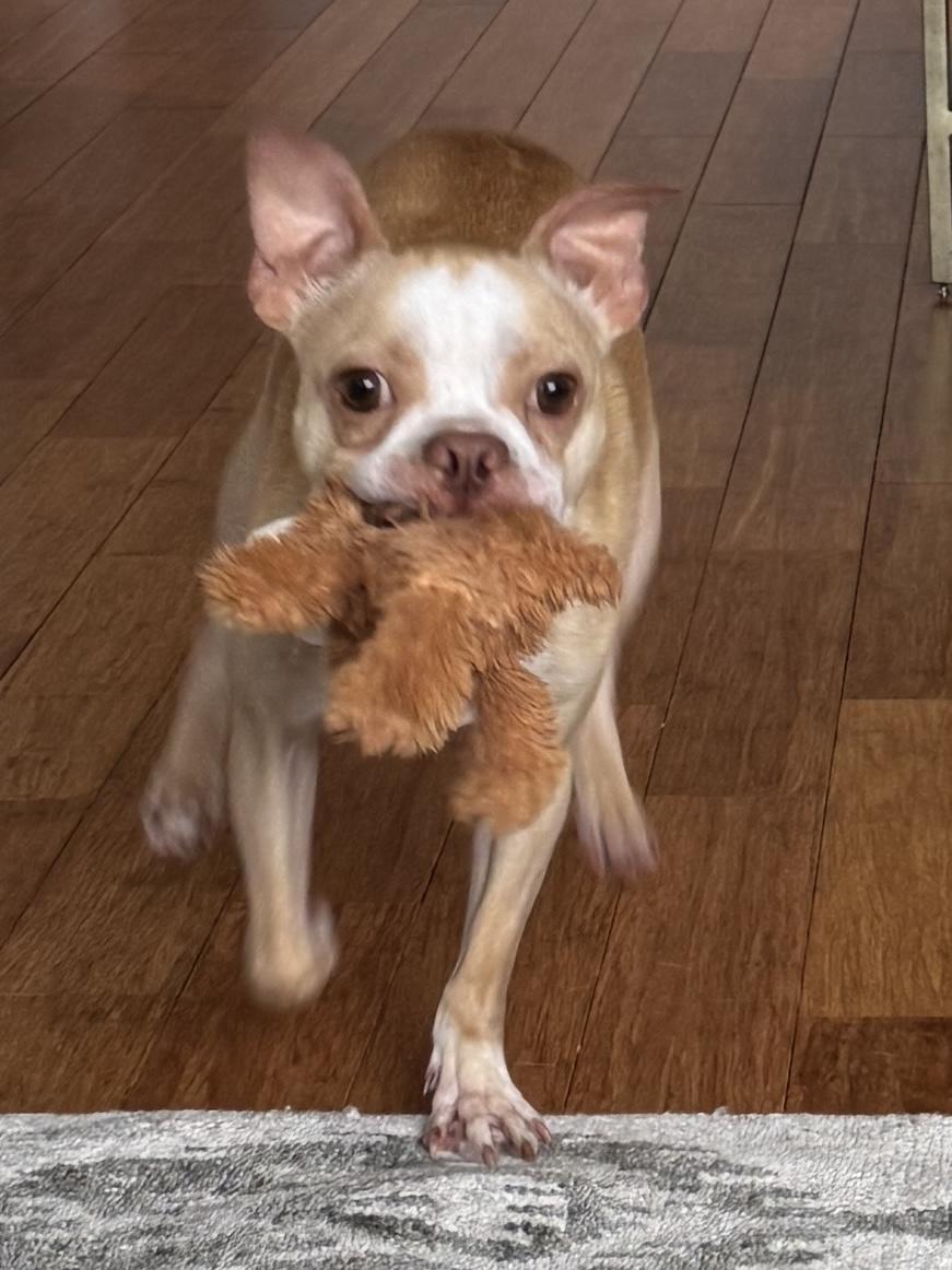 Jackson, an adoptable Boston Terrier in New York, NY image 1/4