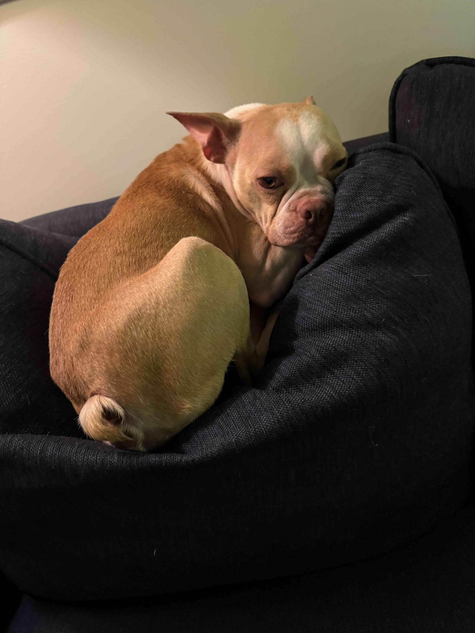 Jackson, an adoptable Boston Terrier in New York, NY image 2/4