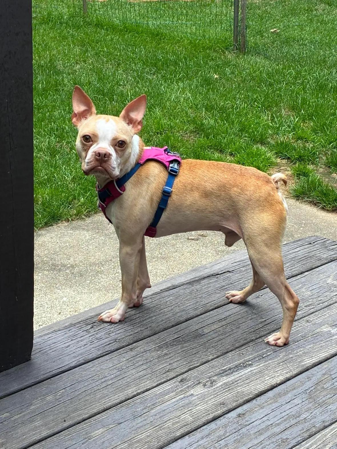 Jackson, an adoptable Boston Terrier in New York, NY image 3/4