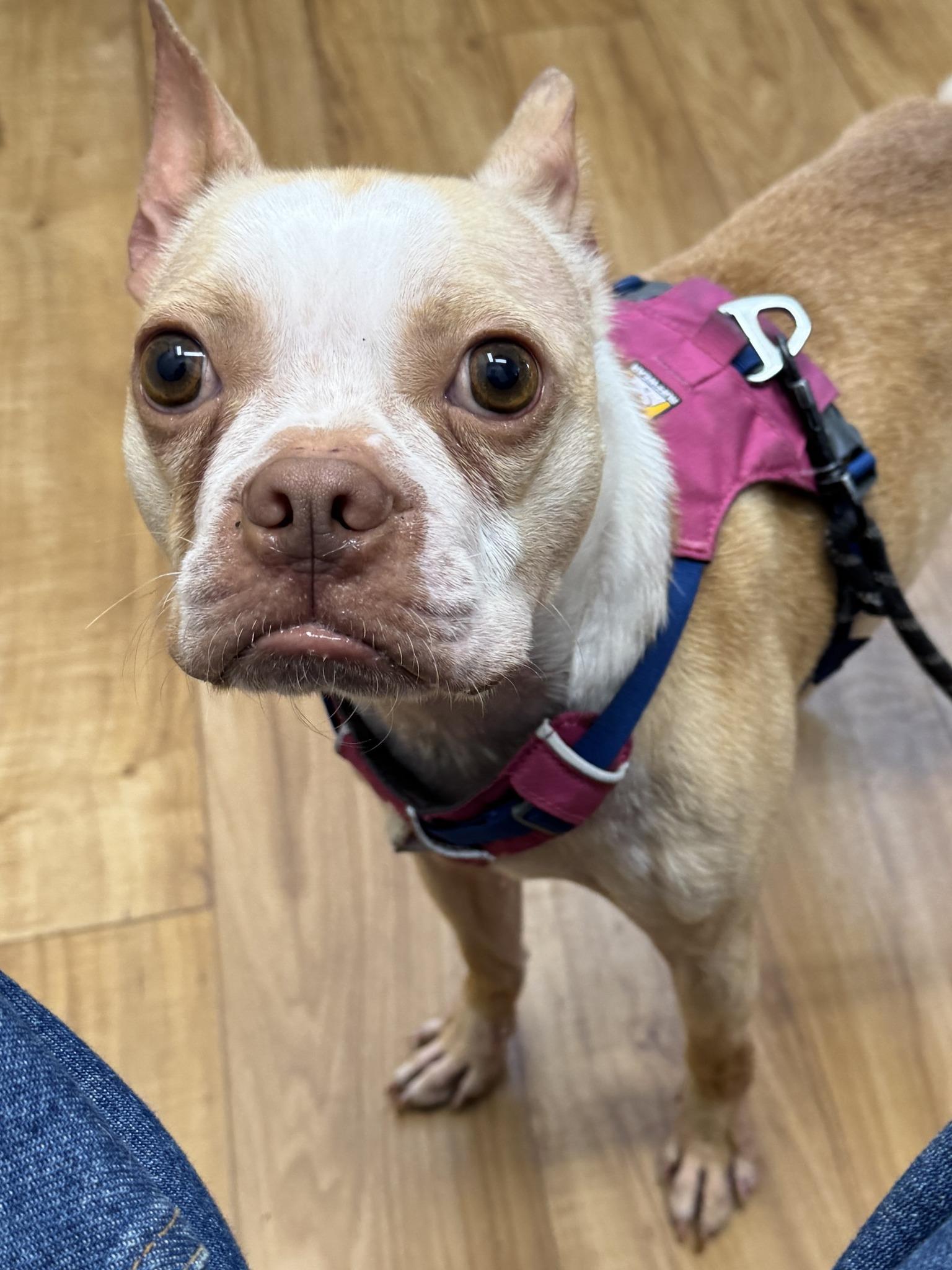 Jackson, an adoptable Boston Terrier in New York, NY image 4/4