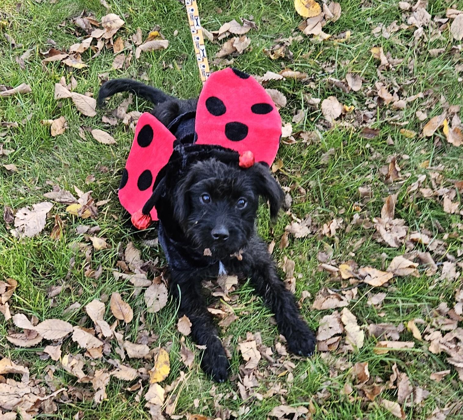 Lainey, Adoptable, Puppy Female Terrier & Poodle.