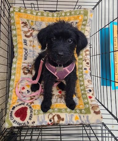 Enlarge Lainey, a Adoptable Terrier in Detroit, MI image 1/4