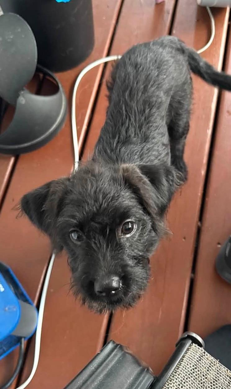 Enlarge Lainey, a Adoptable Terrier in Detroit, MI image 3/4