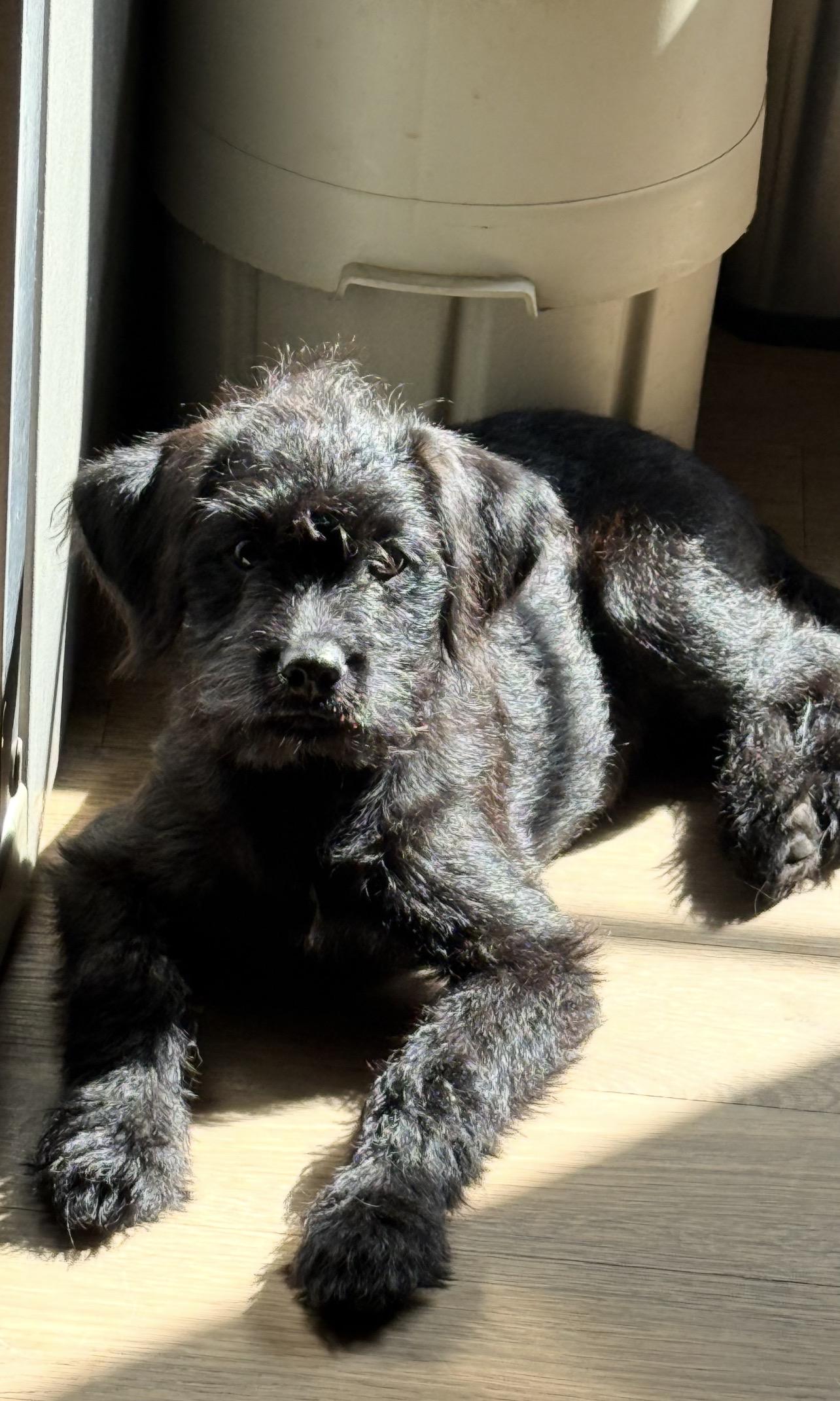 Enlarge Lainey, a Adoptable Terrier in Detroit, MI image 4/4