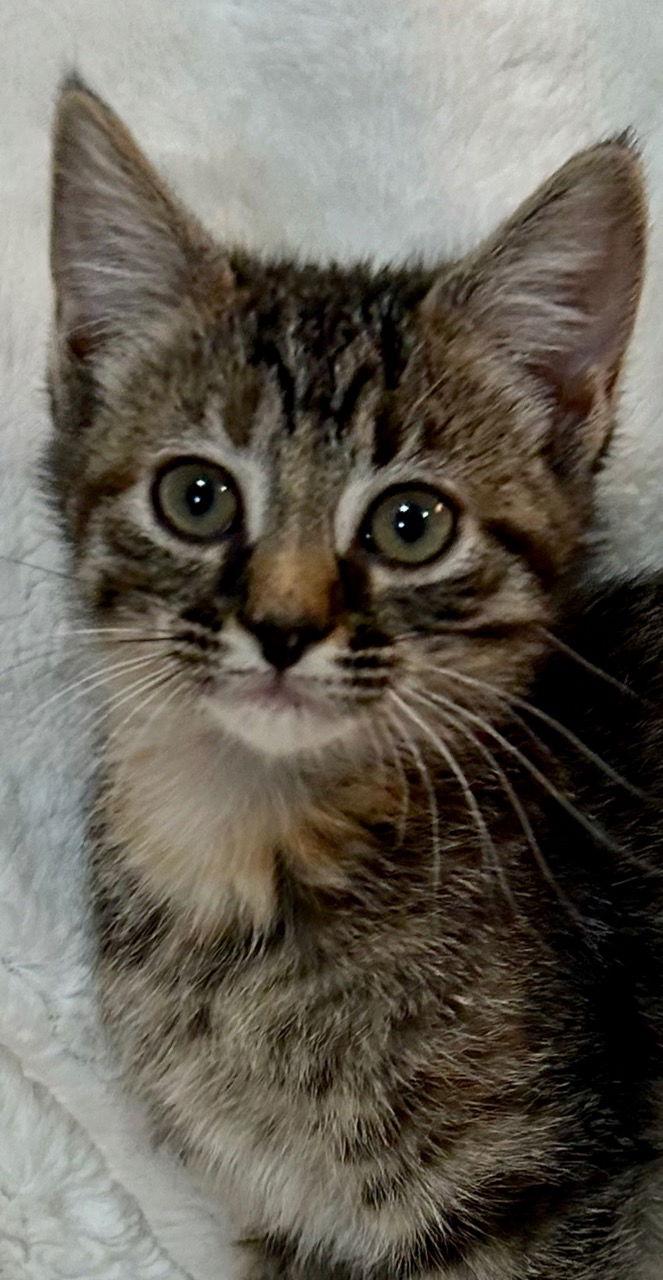 Skye, Adoptable, Kitten Female Domestic Short Hair & Tabby.