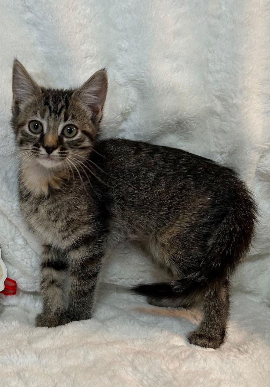 Enlarge Skye, a Adoptable mixed breed in Social Circle, GA image 3/3