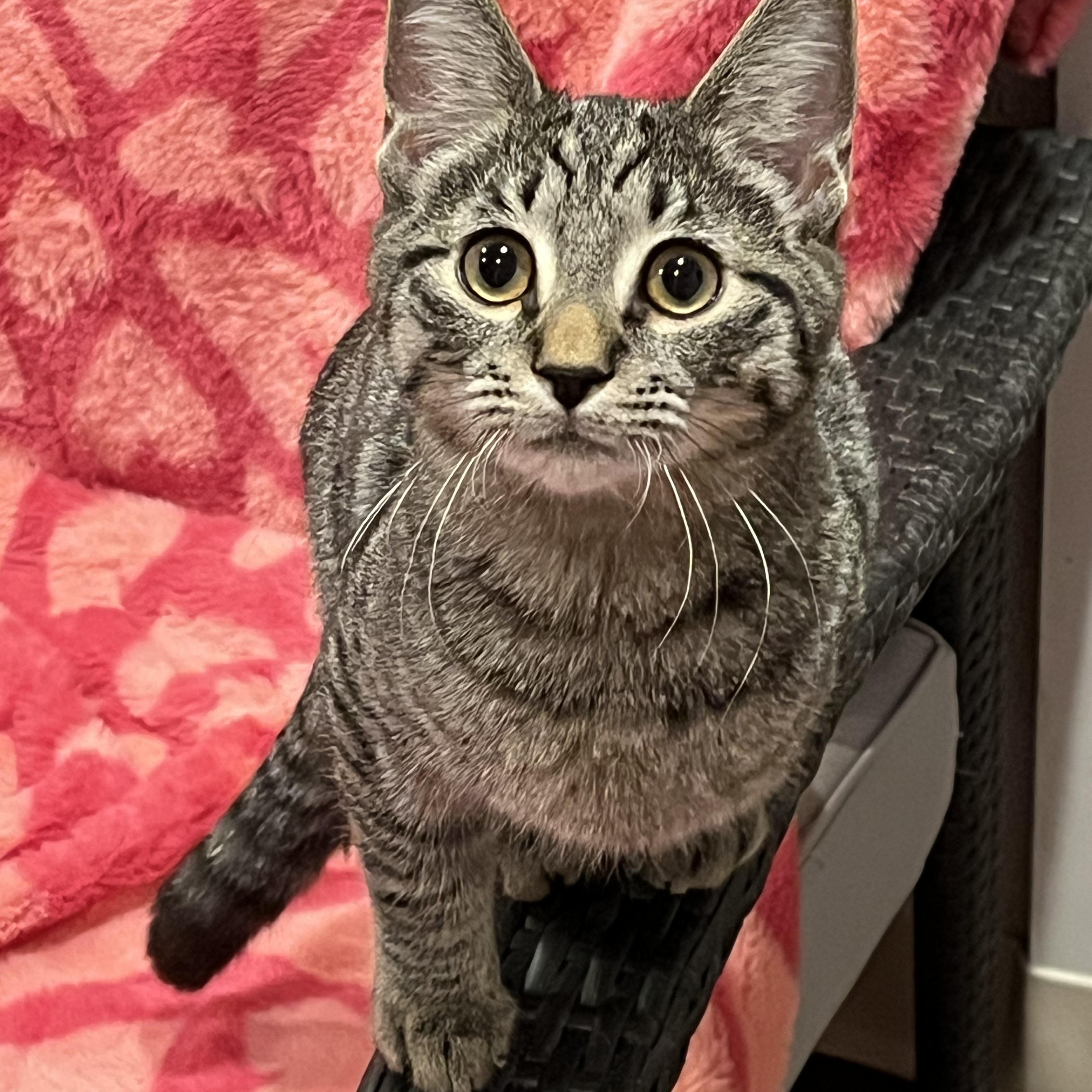 Tucker, Adoptable, Kitten Male Domestic Short Hair.