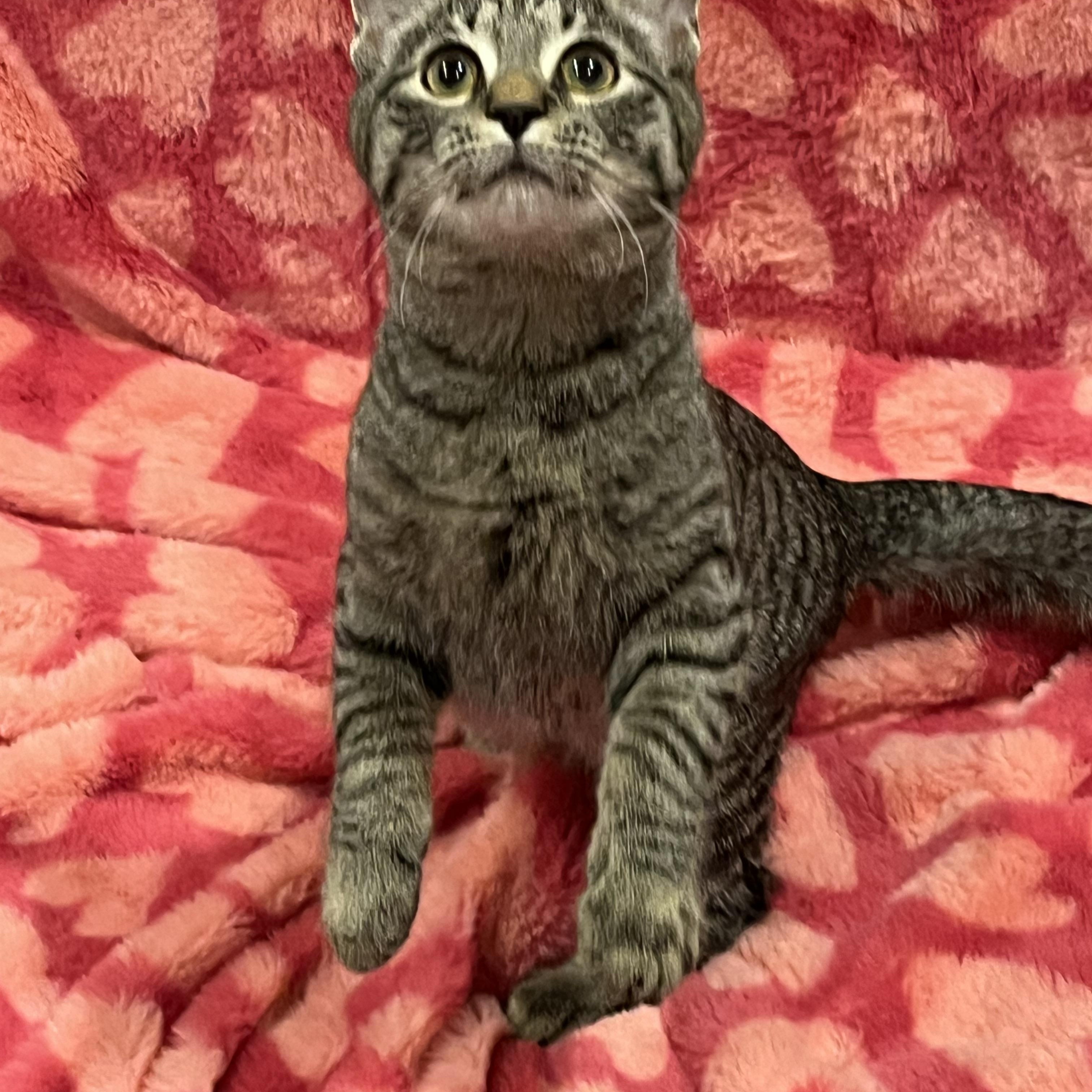 Enlarge Tucker, a Adoptable Domestic Short Hair in Bloomsburg, PA image 2/2