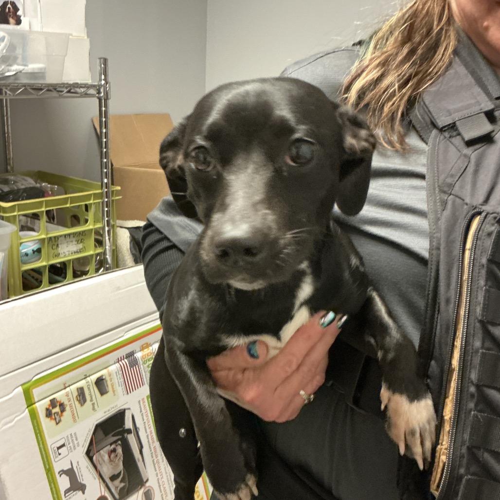 02/26/2026-Stray-ParkChesterDrive "Precious"