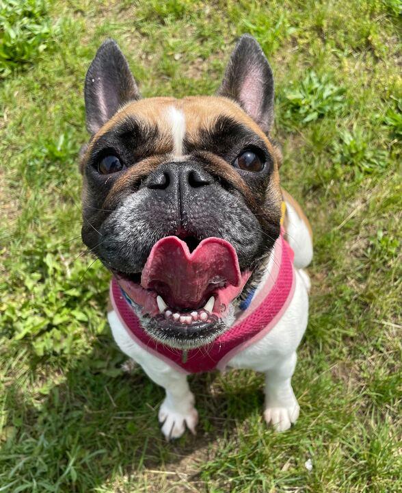 Stella, adopted, Adult Female French Bulldog.