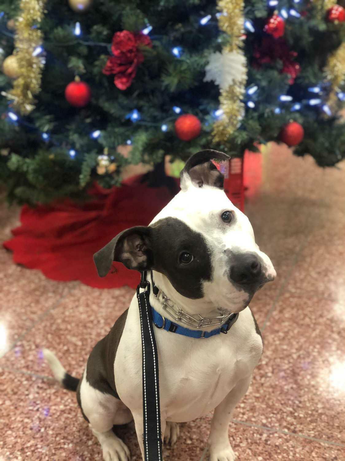 Blue, Adoptable, Young Male Pit Bull Terrier.