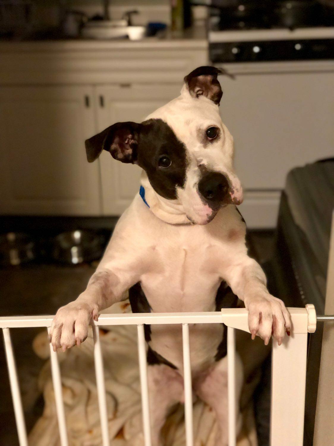 Blue, a Adoptable mixed breed in Cresco, PA image 4/11