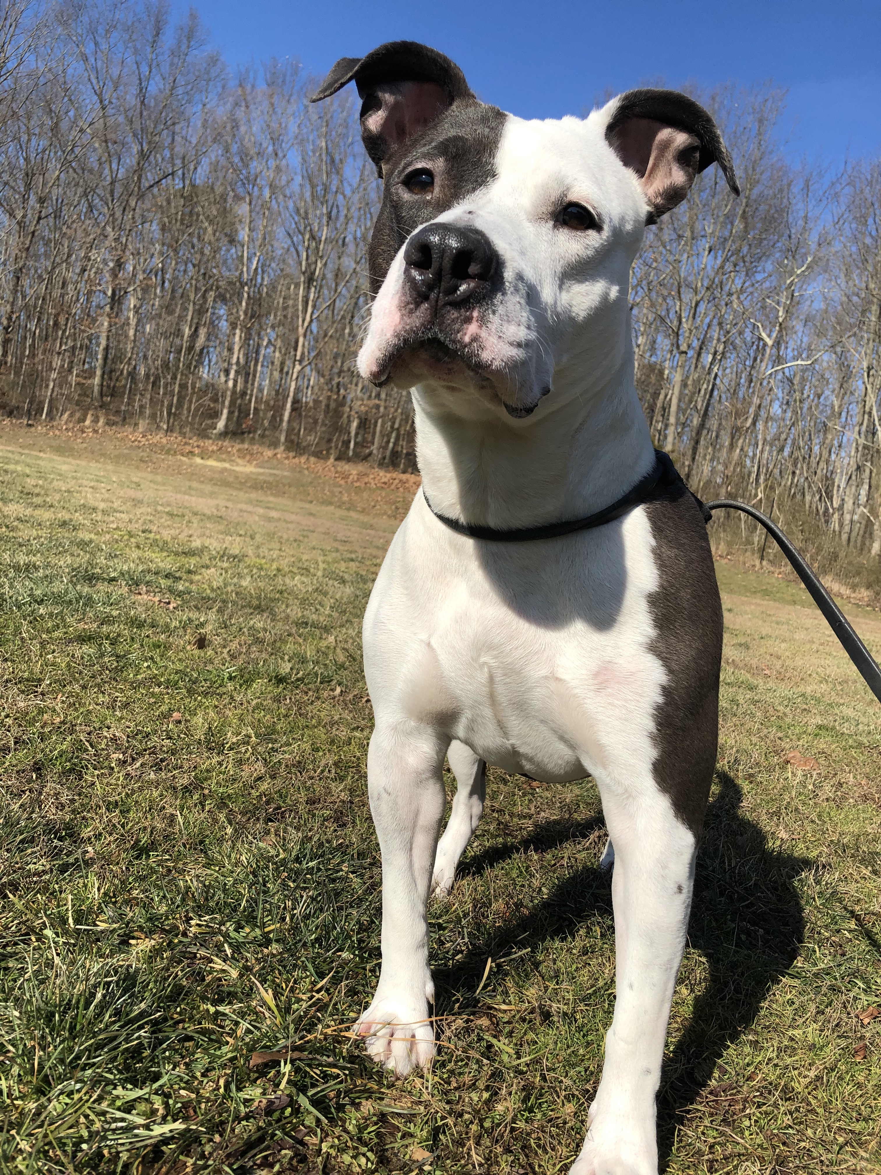 Blue, a Adoptable mixed breed in Cresco, PA image 5/11