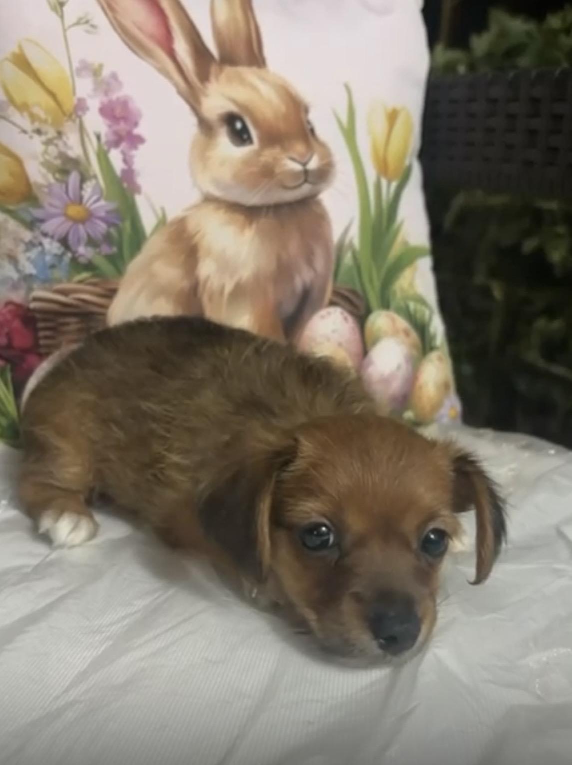 Enlarge Chanel , an adopted mixed breed in Virginia Beach, VA image 4/4