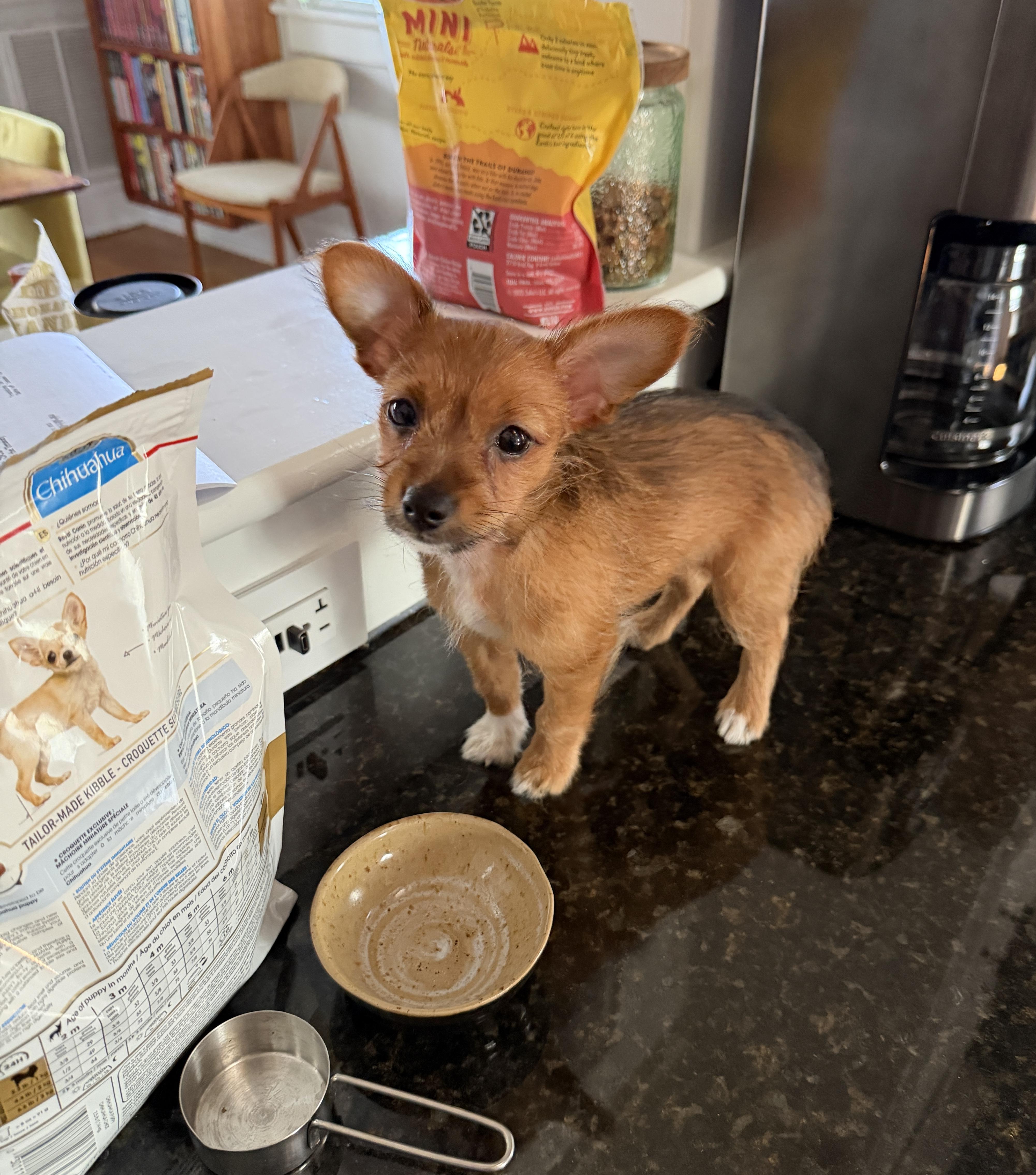 Enlarge Chanel , an adopted mixed breed in Virginia Beach, VA image 2/4