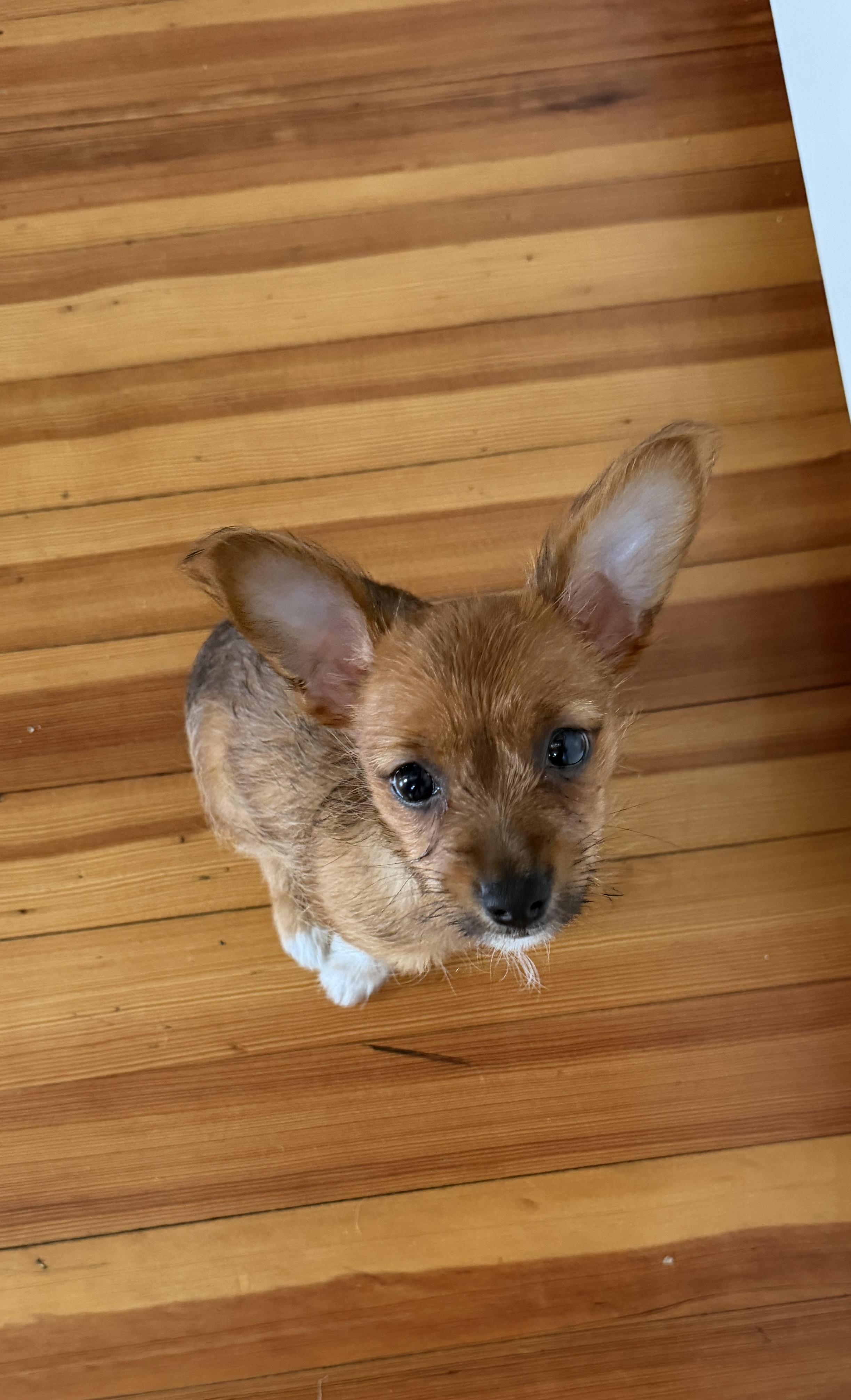 Enlarge Chanel , an adopted mixed breed in Virginia Beach, VA image 3/4