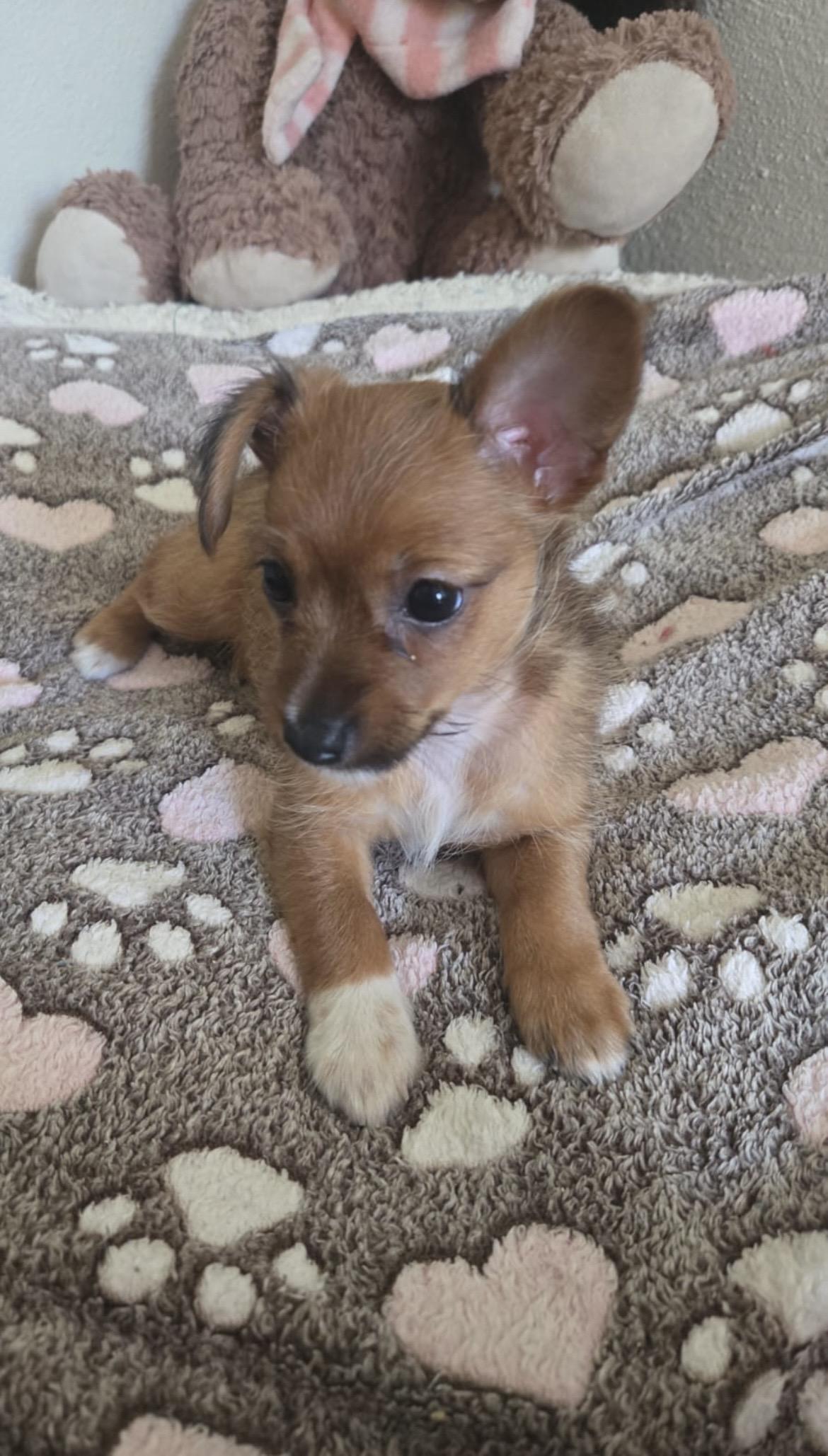 Chanel , adopted, Young Female Chorkie.