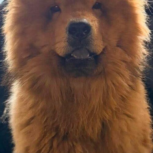 Boss Bear, Adoptable, Young Male Chow Chow.