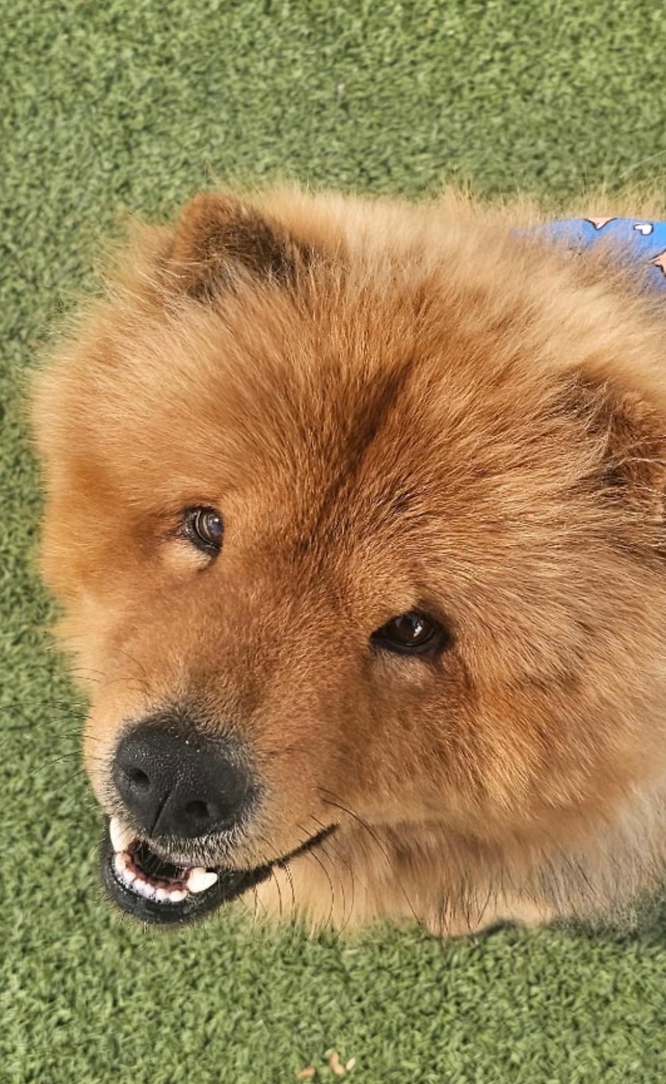 Boss Bear, a Adoptable Chow Chow in Glendale, AZ image 2/4