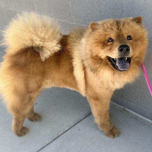 Boss Bear, a Adoptable Chow Chow in Glendale, AZ image 3/4