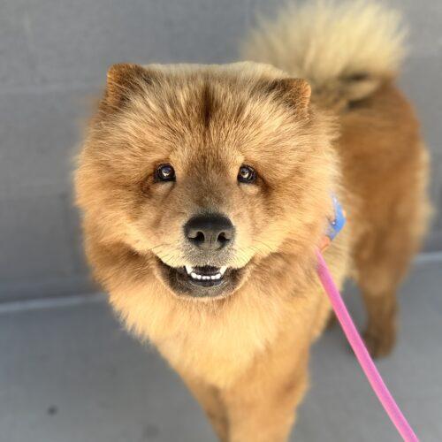Boss Bear, a Adoptable Chow Chow in Glendale, AZ image 4/4