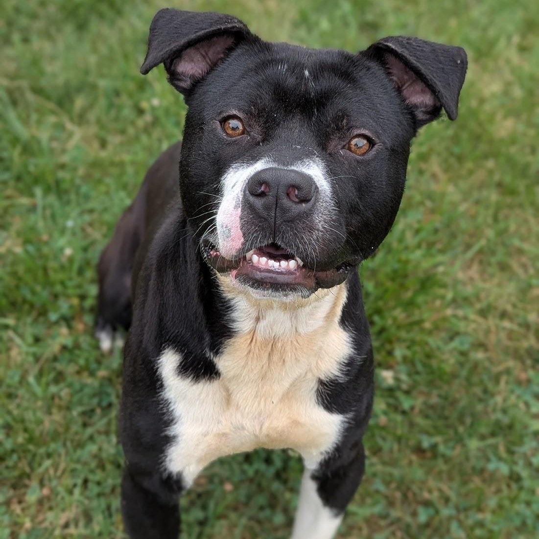 Titus, Adult Male unknown