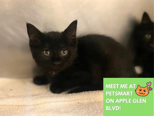 Enlarge CHEERIO, a Adoptable Domestic Short Hair in Fort Wayne, IN image 1/1