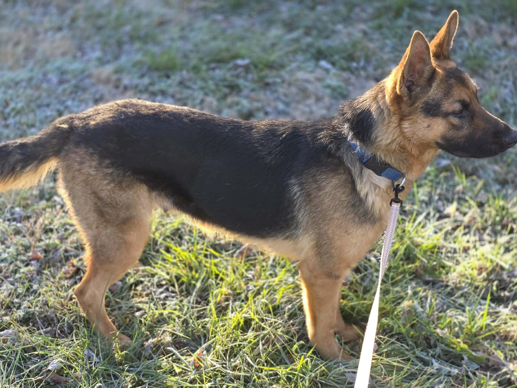 Enlarge Aster, an adopted German Shepherd Dog in Greeneville, TN image 4/5