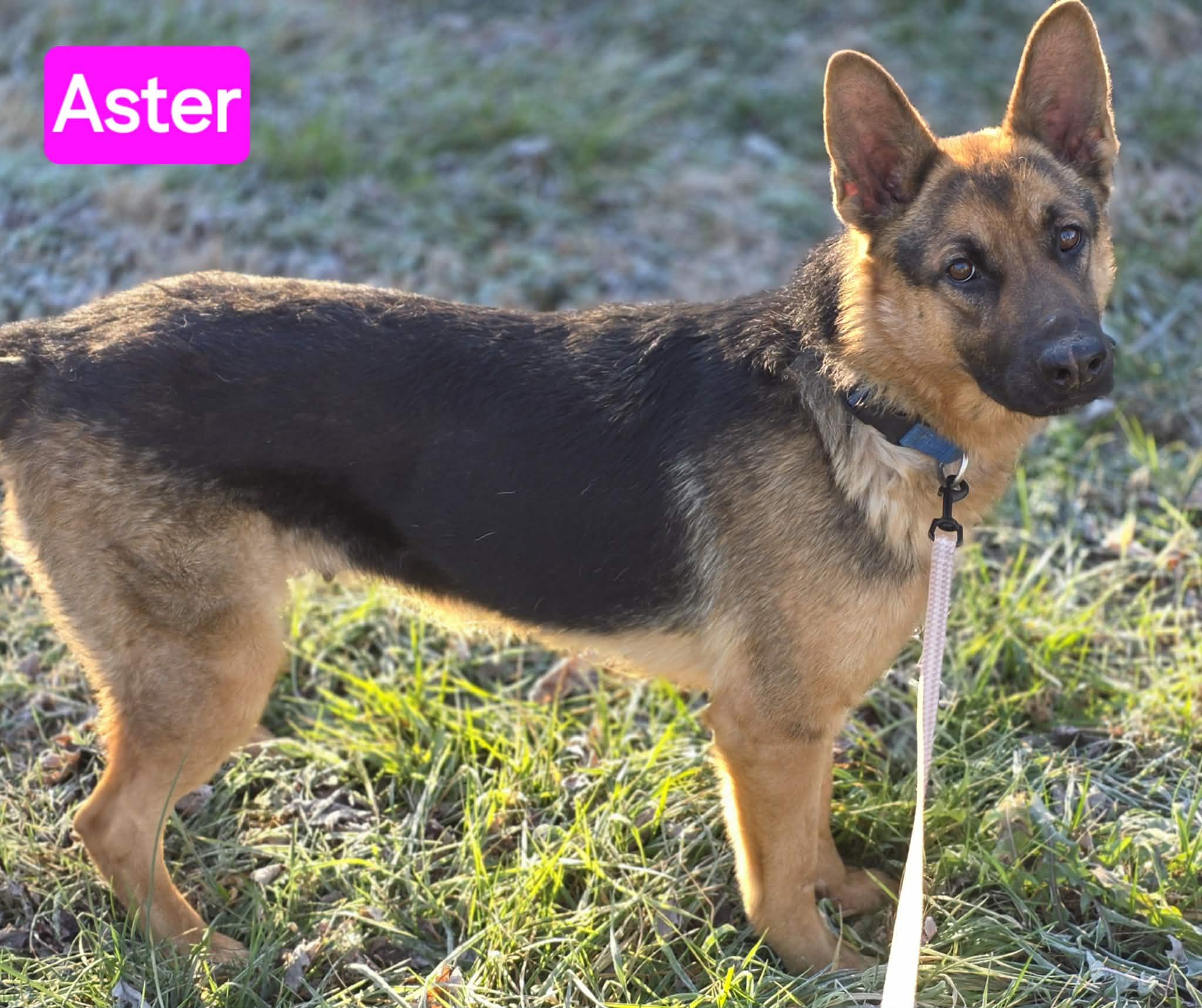 Enlarge Aster, an adopted German Shepherd Dog in Greeneville, TN image 3/5