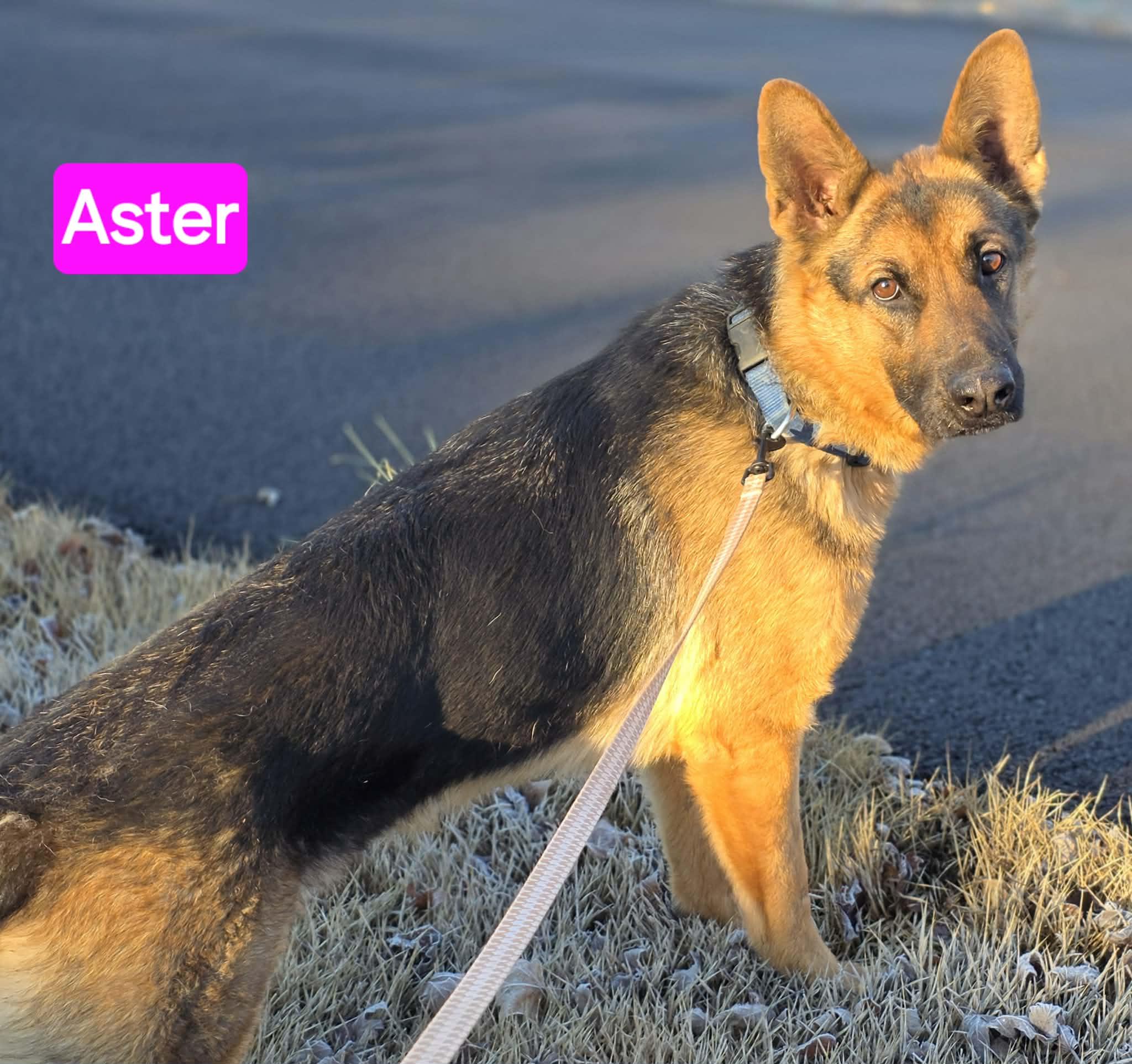 Aster, adopted, Young Female German Shepherd Dog.