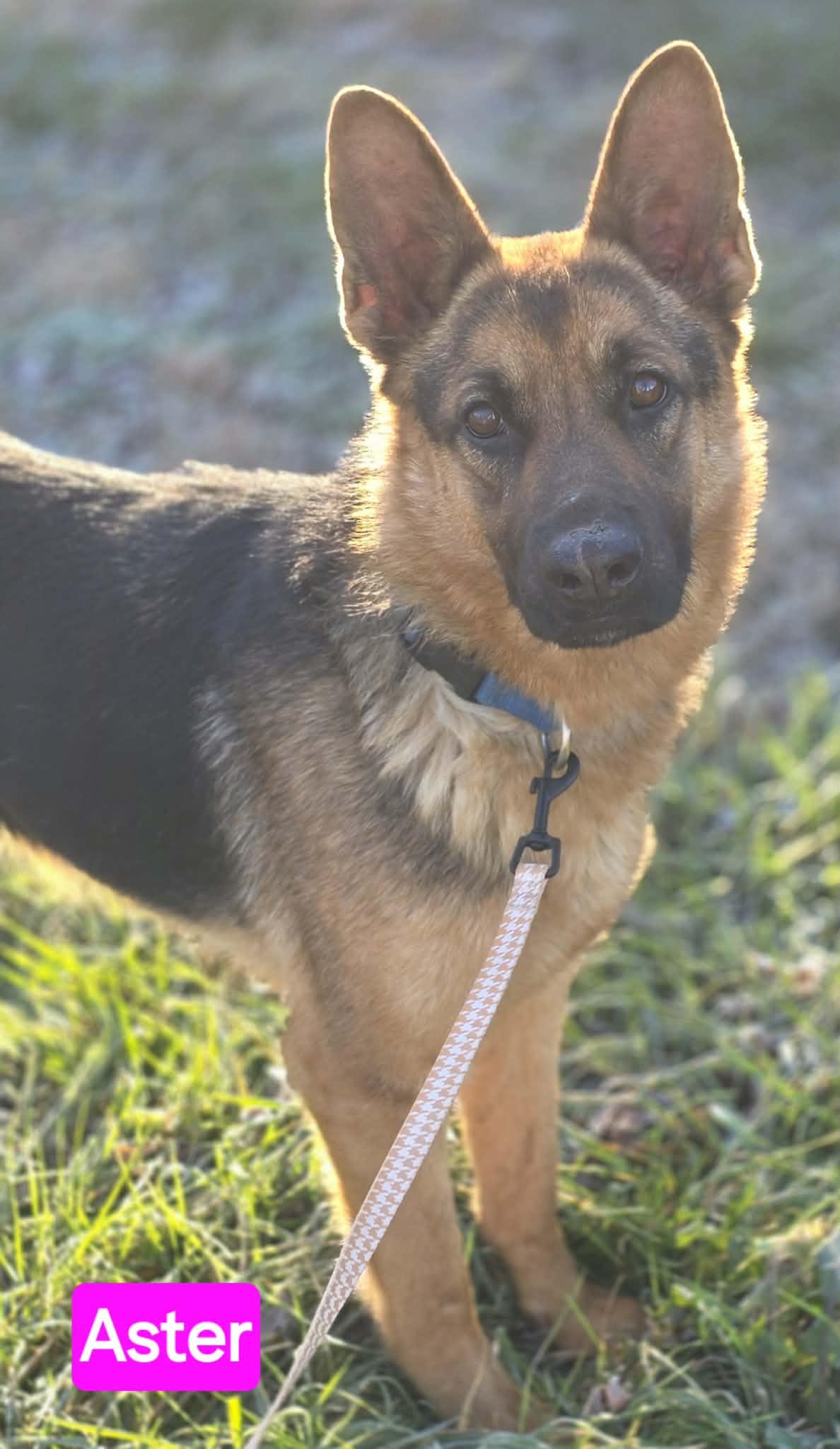 Enlarge Aster, an adopted German Shepherd Dog in Greeneville, TN image 2/5