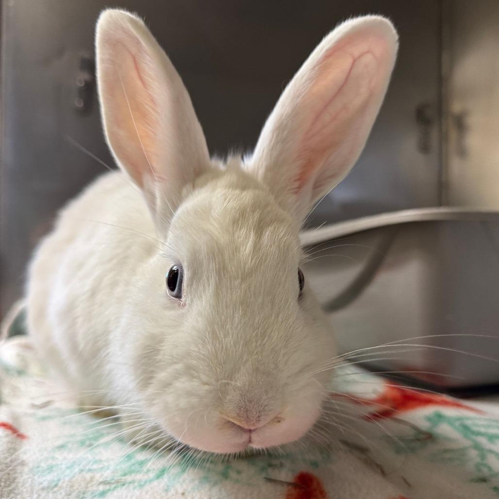 Pedro, Adoptable, Adult Male American.