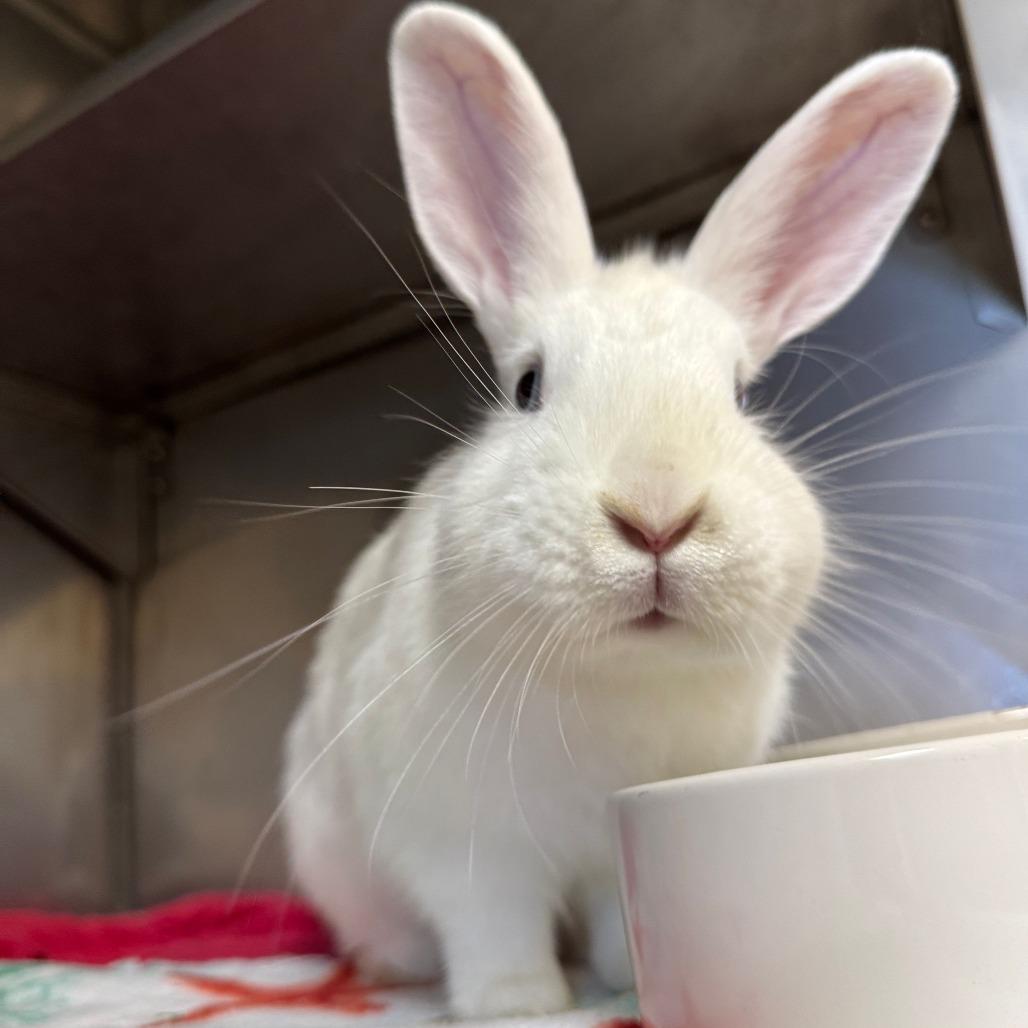 Enlarge Pedro, a Adoptable American in Richmond, CA image 2/6