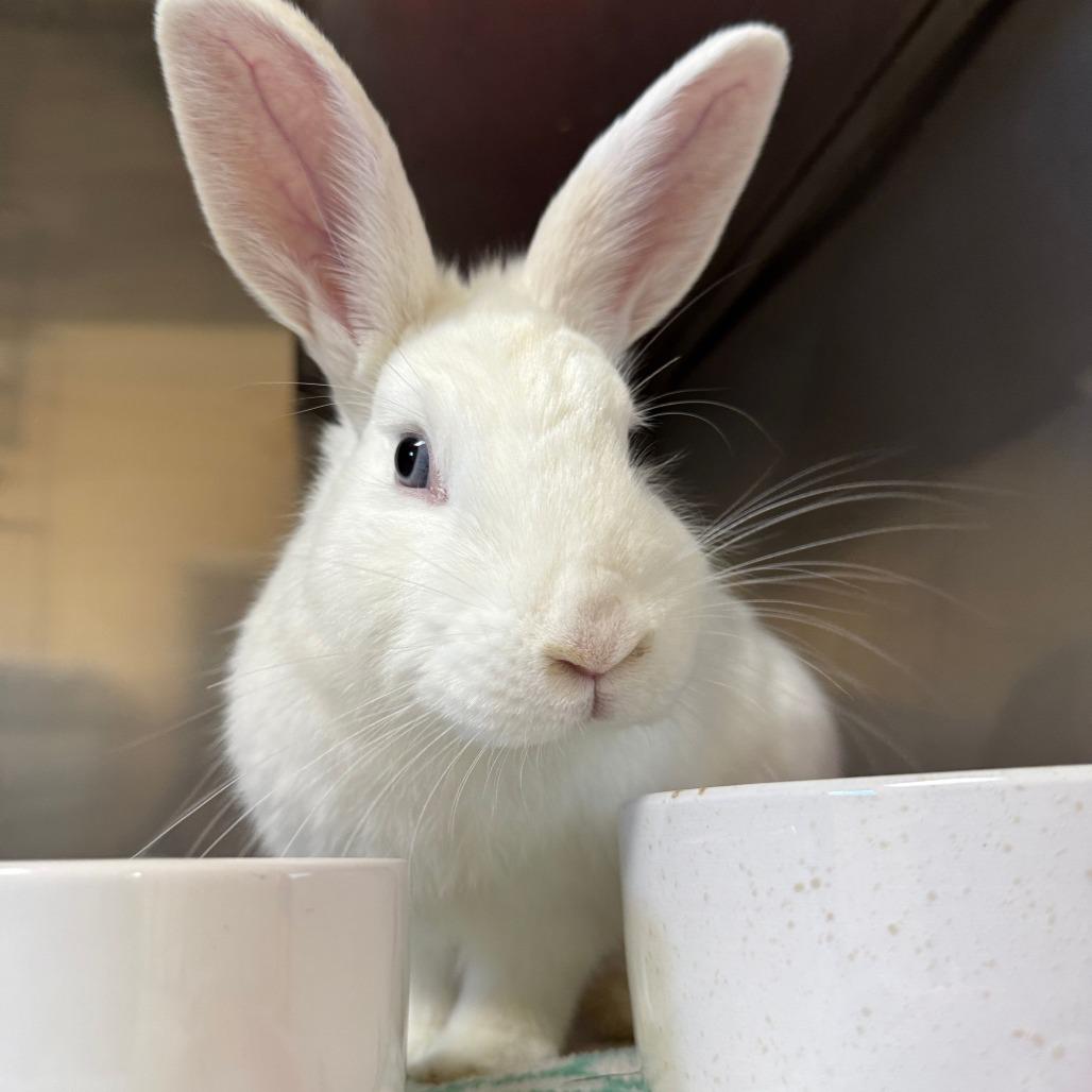 Enlarge Pedro, a Adoptable American in Richmond, CA image 3/6