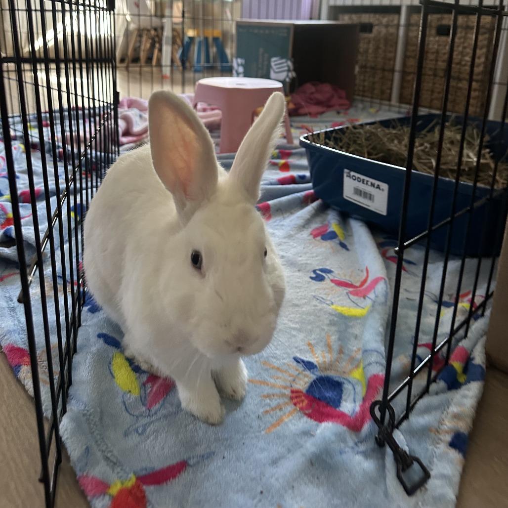 Enlarge Pedro, a Adoptable American in Richmond, CA image 4/6