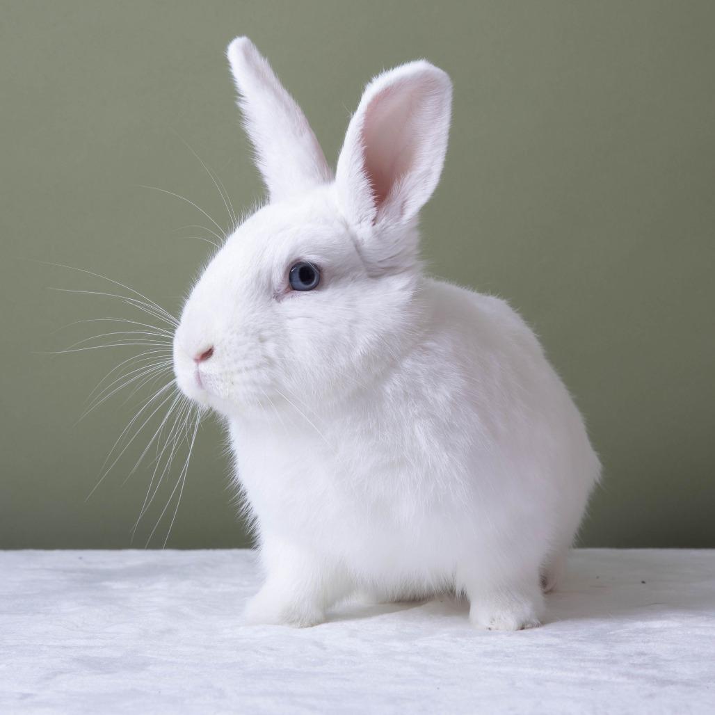 Enlarge Pedro, a Adoptable American in Richmond, CA image 5/6