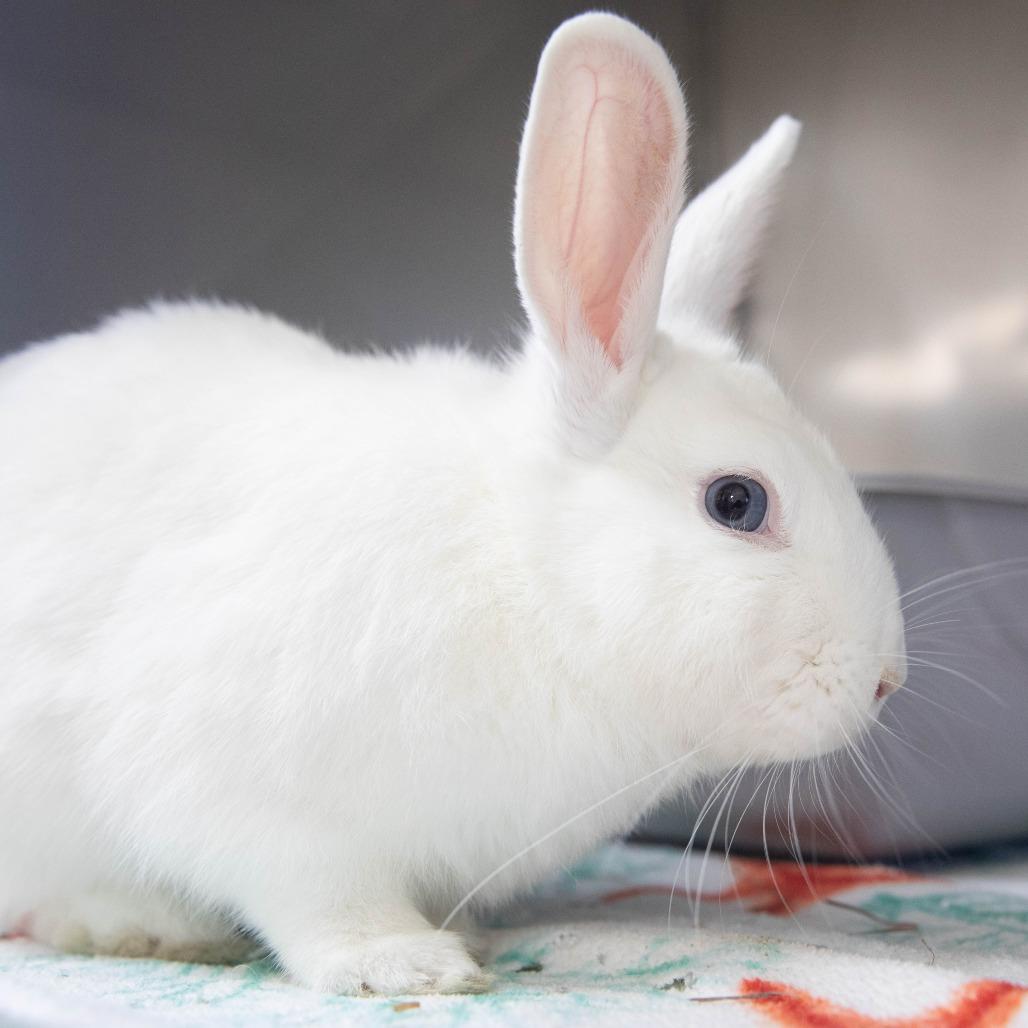 Enlarge Pedro, a Adoptable American in Richmond, CA image 6/6