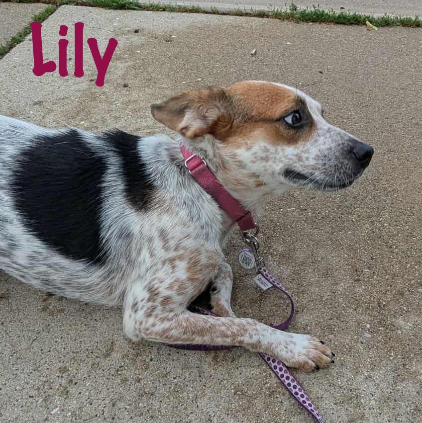 Lily photo 3